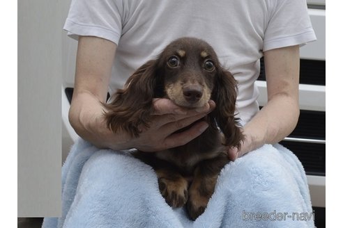 成約済の千葉県のカニンヘンダックスフンド(ロングヘアード)-295463の2枚目